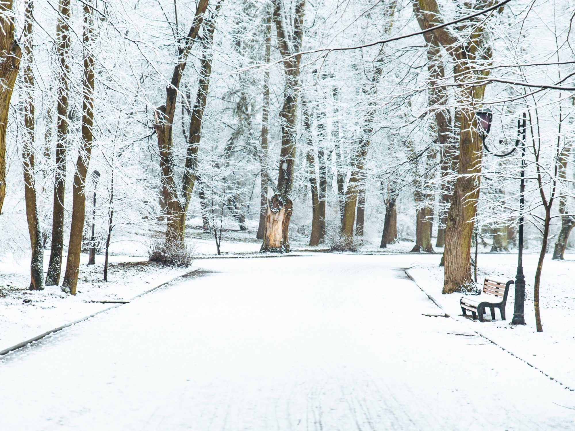 Immune Regulation and the Nervous System: Staying Well This Winter - Thrive Chiropractic blog